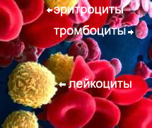 общий анализ крови