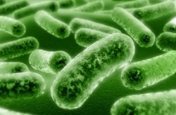 бактериурия - бактерии в моче