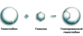 гликозилированный гемоглобин - рисунок