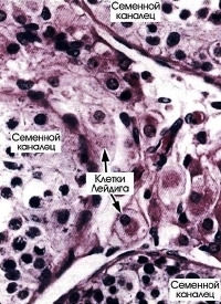 клетки Лейдига