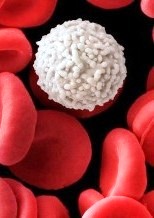 лейкоциты - фото - лейкоцит