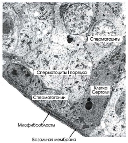 клетки Сертоли