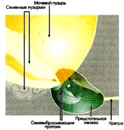 семенные пузырьки