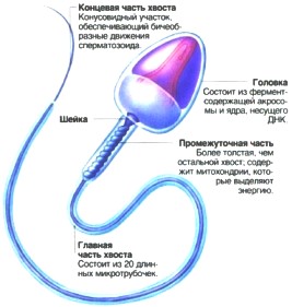 сперматозоида, строение - фото