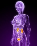 строение женской мочевой системы