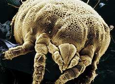 чесоточный клещ - фото