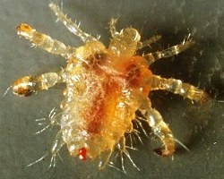 лобковая вошь - фото