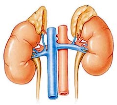 опухоль надпочечника