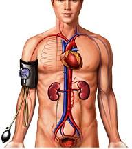 почечное давление - картинка