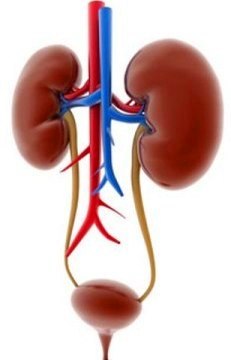 Урология и андрология - рисунок