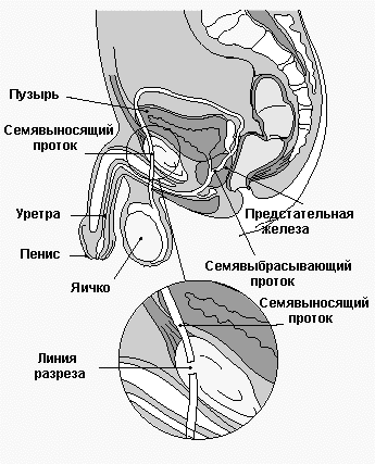 семявыносящий проток