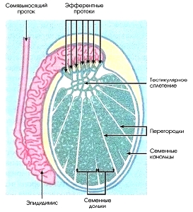 строение мужского яичка