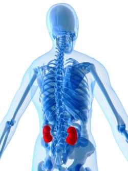 болезни почек - фото