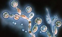 кандида - фото